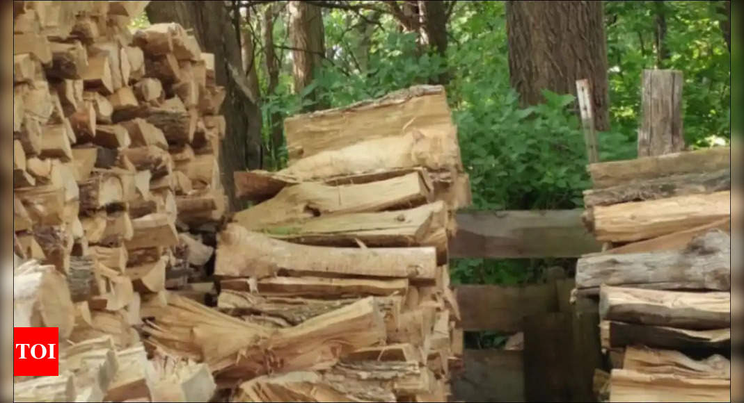 Optical illusion: Can You Spot the Hidden Cat in this Pile of Logs in Under 10 Seconds? - Times of India |