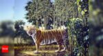 Optical illusion: Spot the hidden tiger in this image; Only 1% have solved this riddle so far