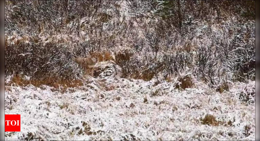 Optical illusion challenge: Find the wolf hidden in this snowy landscape within 10 seconds!