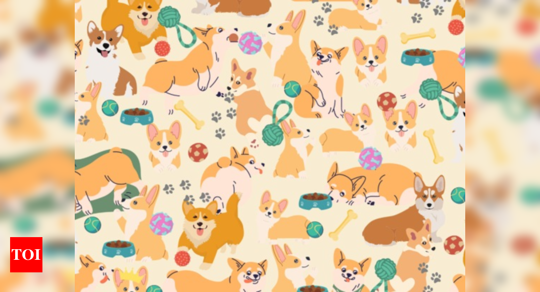 There is a crown hidden among the corgis; we challenge you to find it in 49 seconds