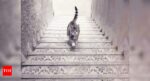 Viral optical illusion: Is the cat going up or down the stairs?