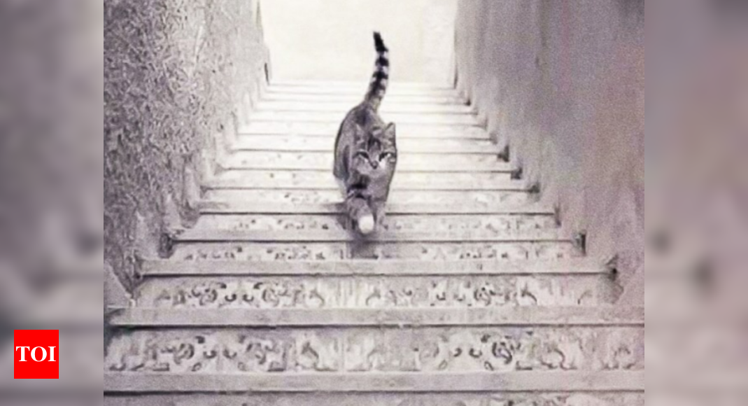 Viral optical illusion: Is the cat going up or down the stairs?