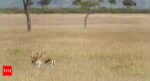 Optical Illusion: Only a sharp-eyed hunter can spot the hidden Cheetah among gazelles