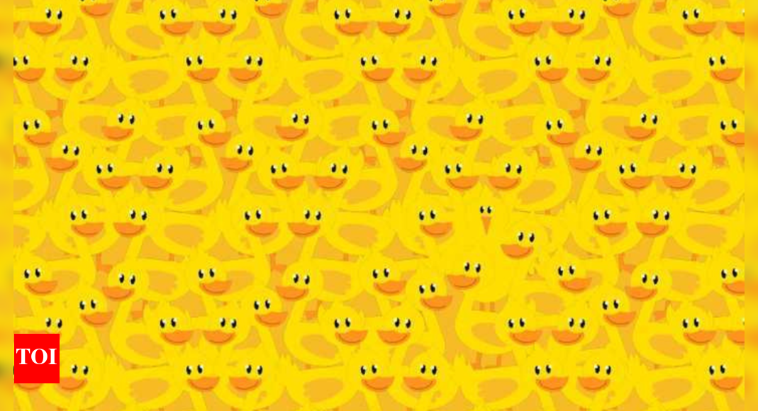 Optical Illusion: Only a sharp-eyed person can spot the chick among the ducks