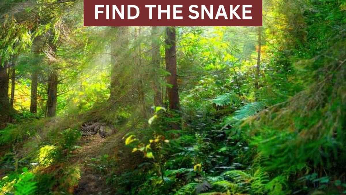 Optical Illusion: Where’s The Snake? Can You Find The Snake In 6 Seconds?