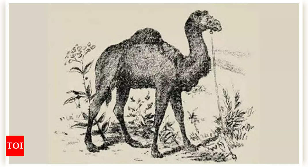 Optical illusion: Only a genius can spot the camel rider in 20 seconds