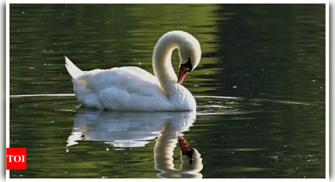 Optical illusion: Only a genius can spot the heart in this picture of a swan within 3 seconds