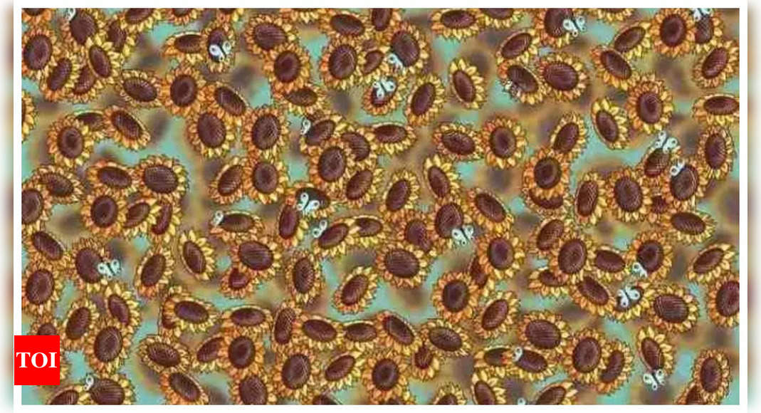 Optical illusion: Only a genius can spot the hidden bee among sunflowers in 5 seconds