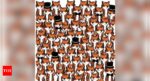 Optical illusion: Only a true cat lover can spot 4 hidden kitties in 10 seconds