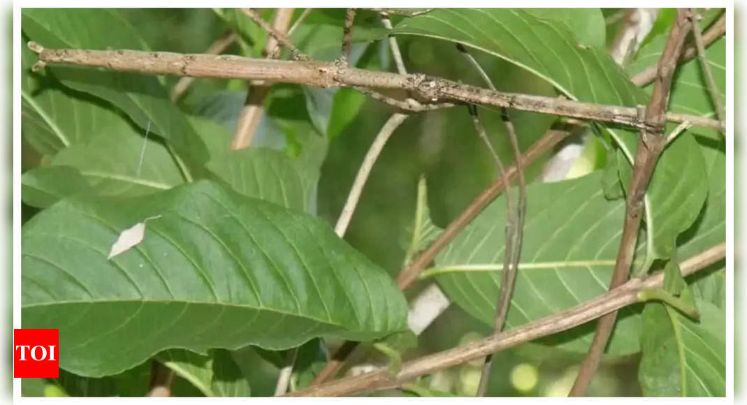 Optical illusion: Only those with sharp vision can find an insect in 4 seconds