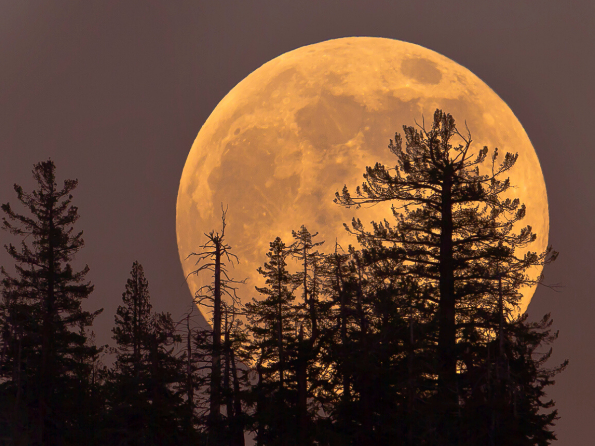 Super Flower Moon 2020: How and when to watch the last supermoon of 2020 from India and how to watch livestream online