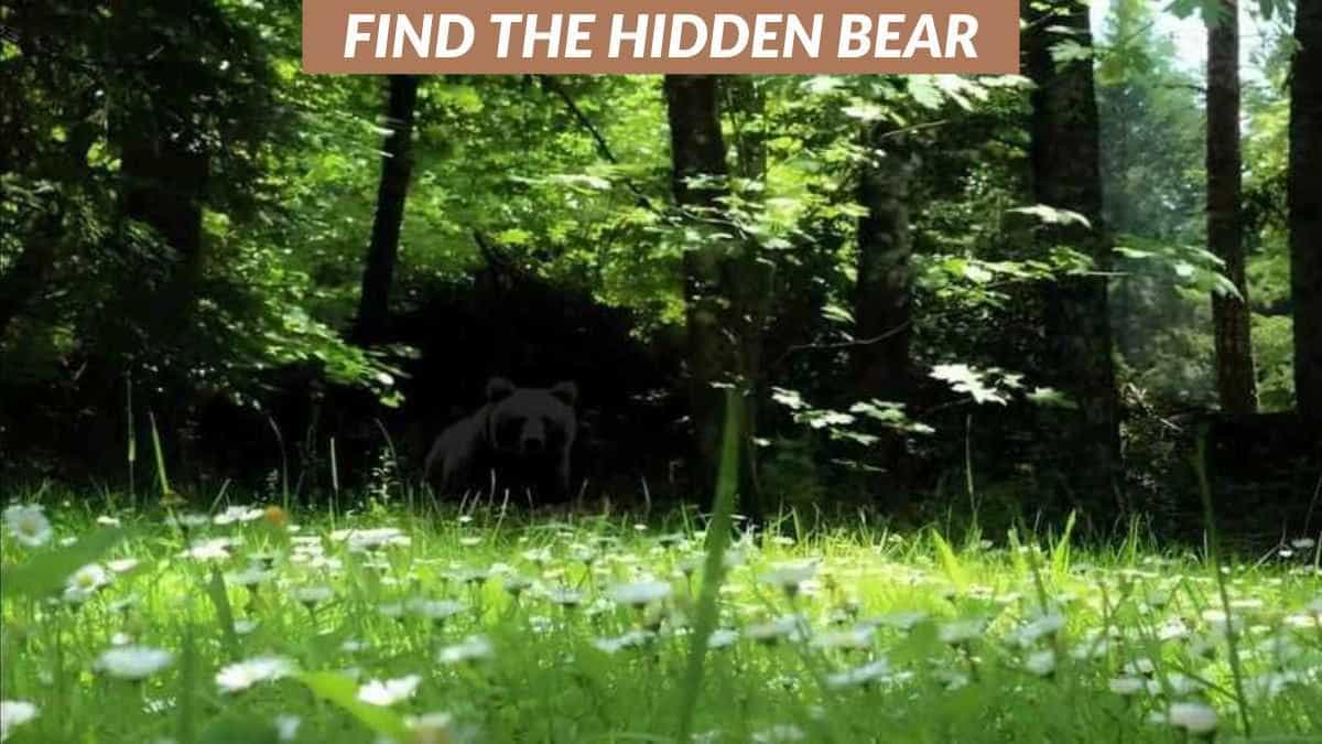 You have superior eyesight if you can spot the bear in the forest in 5 seconds!