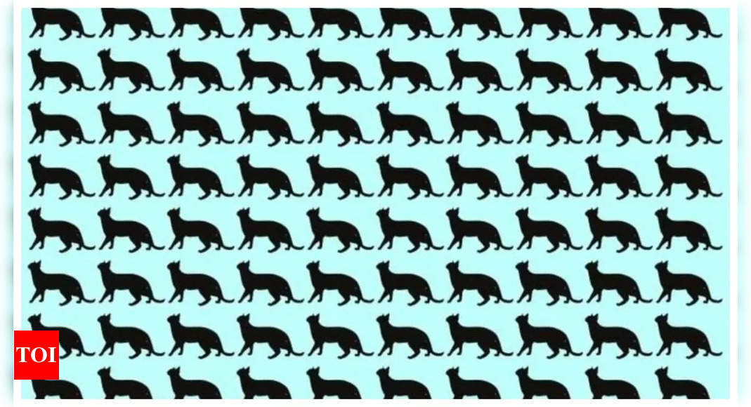 Brain teaser: Only a genius can spot the odd cat in just 5 seconds