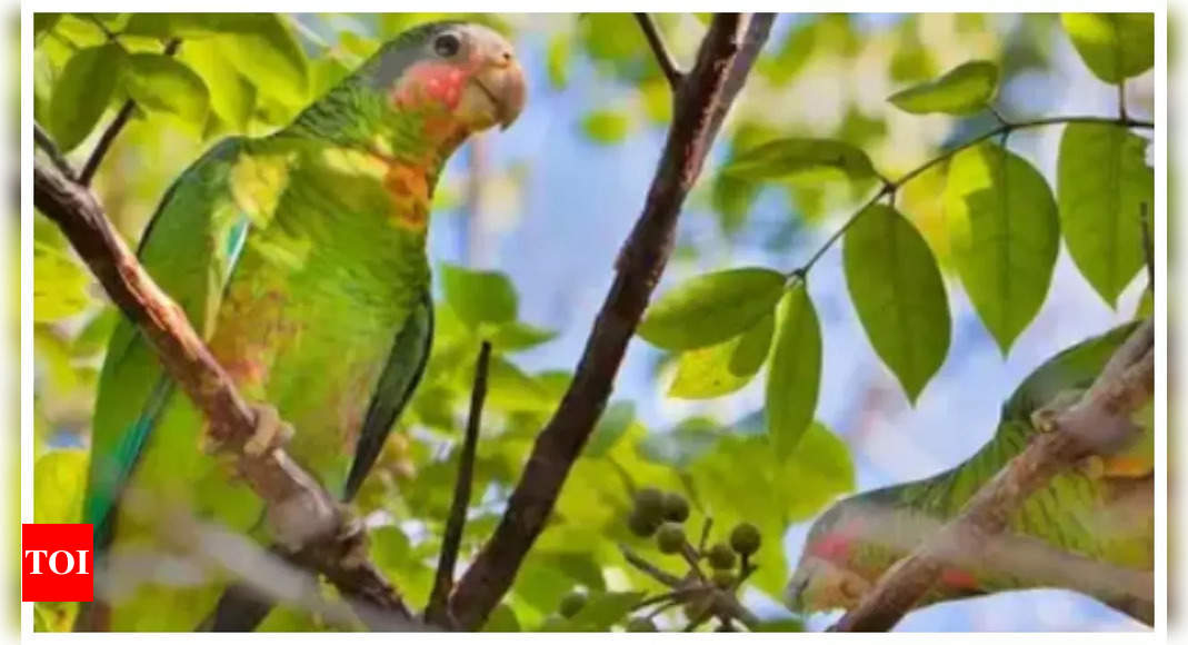 Optical illusion: Only a genius can spot the second parrot on the tree in just 5 seconds |