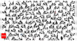 Optical illusion: Only the sharpest minds can spot the three pandas not wearing sunglasses in just 11 seconds