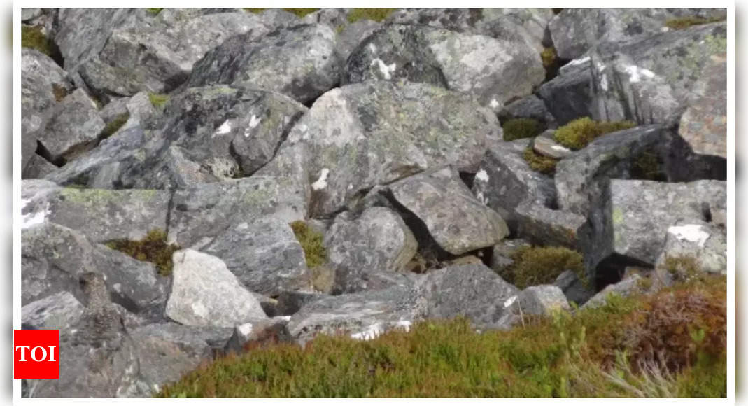 Optical illusion: Only those with sharp vision can spot a bird hiding among the rocks |