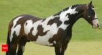 Optical illusion: Would you believe if we say there are two horses in this picture? |